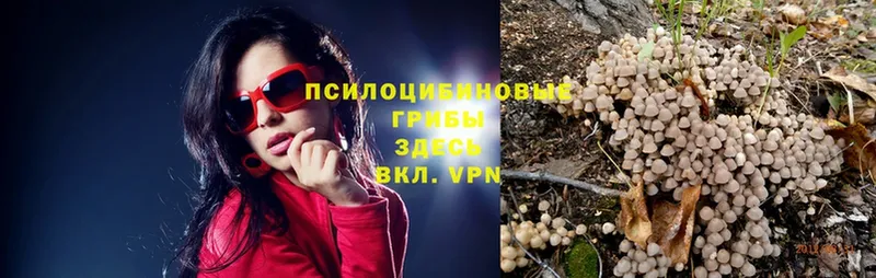 наркота  Саров  Псилоцибиновые грибы Psilocybe 